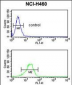 NQO1 Antibody (Center)